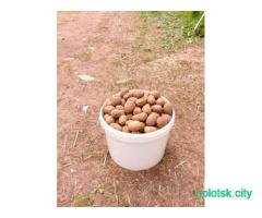 Картофель семенной.