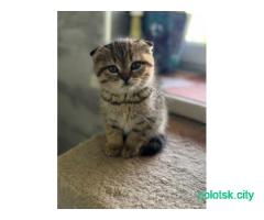 Шотландские котята