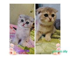 Шотландские котята