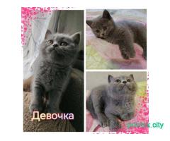 Шотландские котята