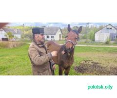 Продам жеребёнока(девочку)