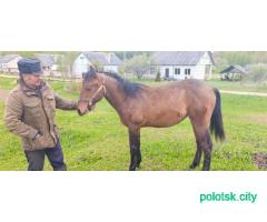 Продам жеребёнока(девочку)