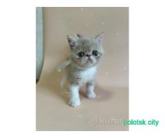 Котята экзоты