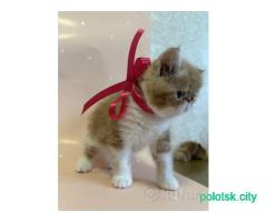 Котята экзоты
