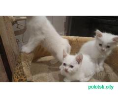 Котята