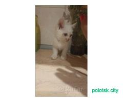 Котята