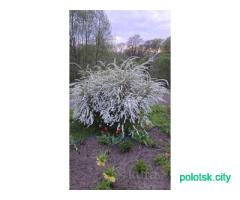 Спирея белая, розовая, лапчатка