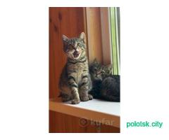 Котята-мальчики ищут хозяев