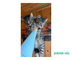 Котята-мальчики ищут хозяев