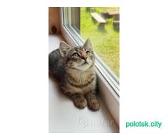 Котята-мальчики ищут хозяев