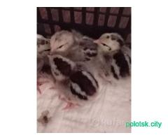 Цыплята Котляревские