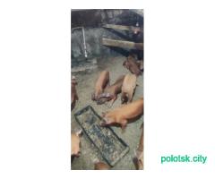 Свинки и кабанчики