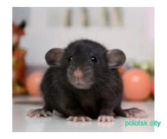 Продам молодых и породистых крысят