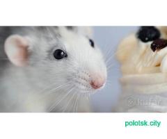 Продам молодых и породистых крысят