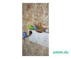 Продам молодых волнистых попугаев