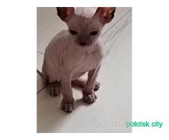 Котята донские сфинксы