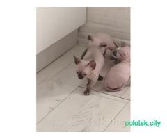 Котята донские сфинксы