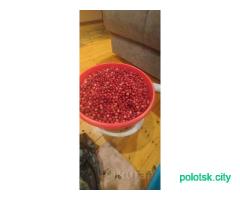 Свежая брусника . 7р/л . Ручной сбор. Перебраная