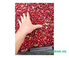 Клюква болотная лесная