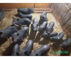 Вьетнамские поросята