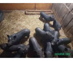 Вьетнамские поросята