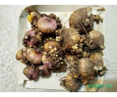 Луковицы гладиолусов с детками.