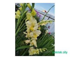 Луковицы гладиолусов с детками.