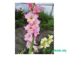 Луковицы гладиолусов с детками.