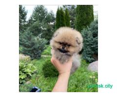 померанский шпиц