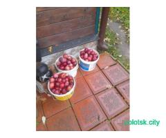 Яблоки зимние