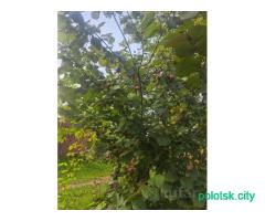 Саженцы фундука краснолистного сортового