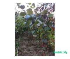 Саженцы фундука краснолистного сортового