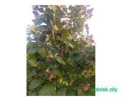 Саженцы фундука краснолистного сортового