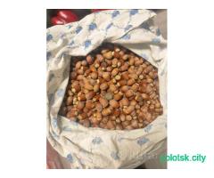 Саженцы фундука краснолистного сортового