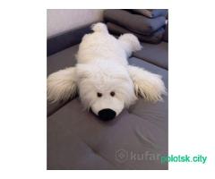 Медведь большой