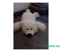 Медведь большой