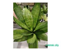 Сансевиерия