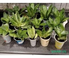 Сансевиерия