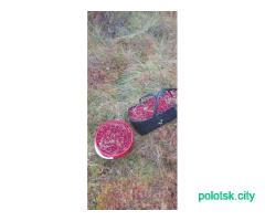 Клюква. Сбор30.10. Вся твердая.Бесплатная доставка