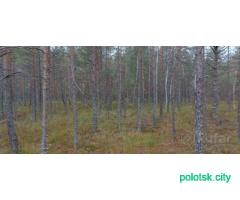 Клюква. Сбор30.10. Вся твердая.Бесплатная доставка