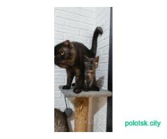 Котята Шотландские вислоухие