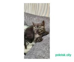 Котята Шотландские вислоухие