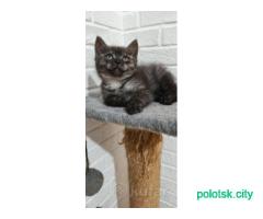 Котята Шотландские вислоухие