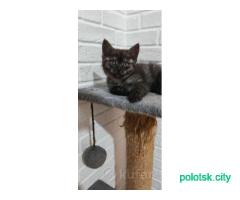 Котята Шотландские вислоухие