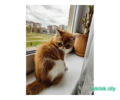 Котёнок экзот