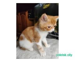 Котёнок экзот