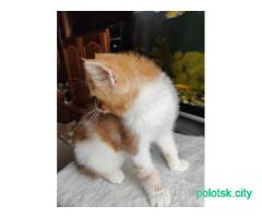 Котёнок экзот