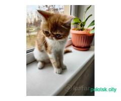 Котёнок экзот
