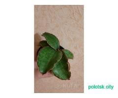 Сансевиерия кирки сильвер блю