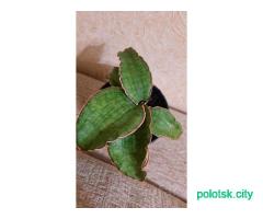 Сансевиерия кирки сильвер блю